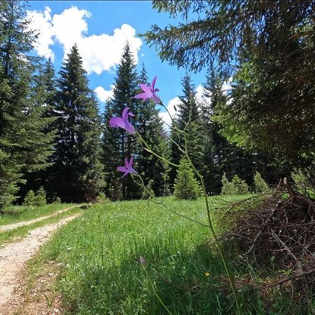 Wood Inn Žabljak Dış mekan fotoğraf