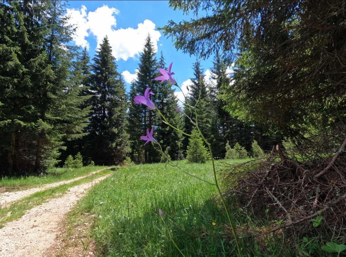 Wood Inn Žabljak Dış mekan fotoğraf